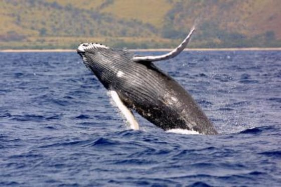 Image: Humpback whale calf